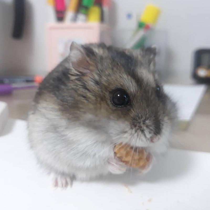 바로~~~#~# 봉팔이임