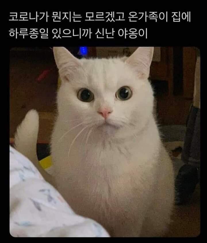 내 질문 다 대답해줘서 고마워 줄 건 딱히 생각이 안 나서 이거 업어왔어 좋은 하루 보내
