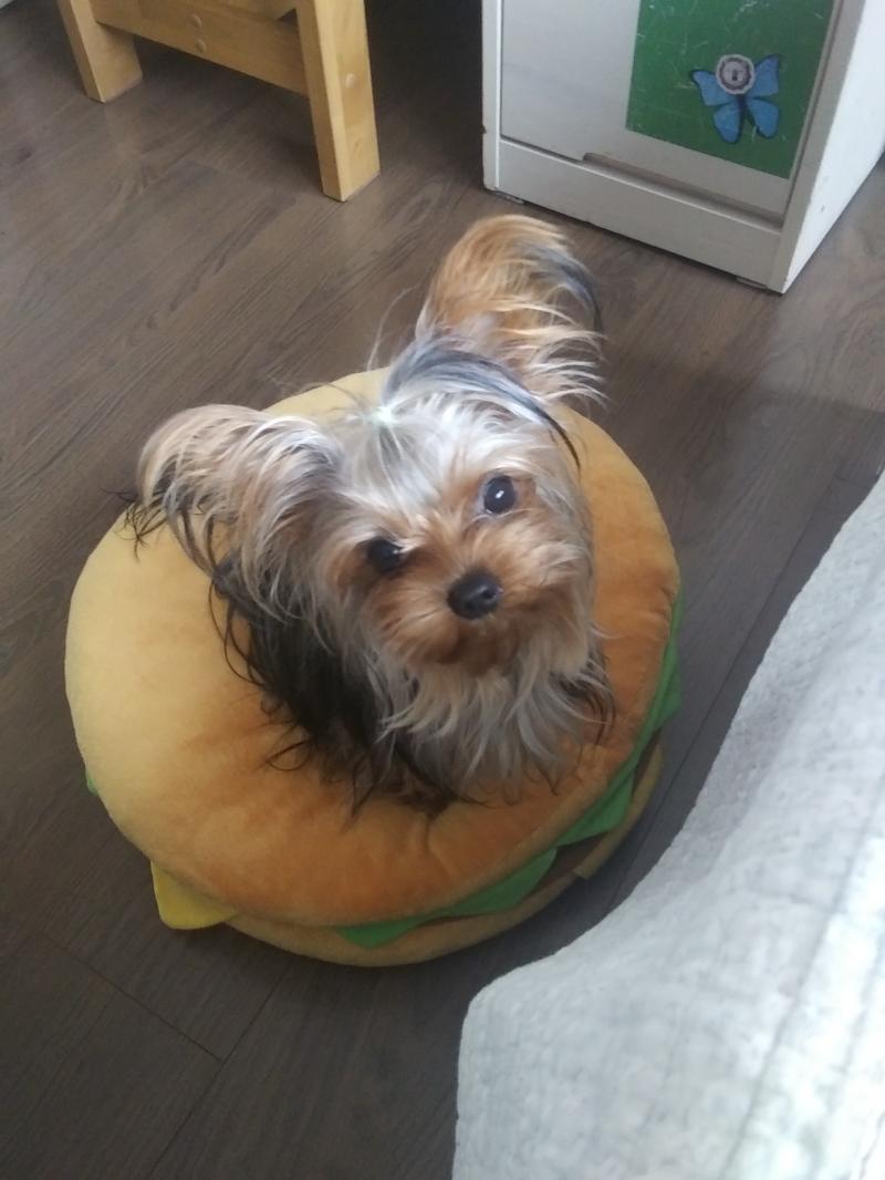 우리집 멍뭉이