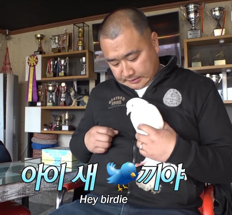 비둘기짤들