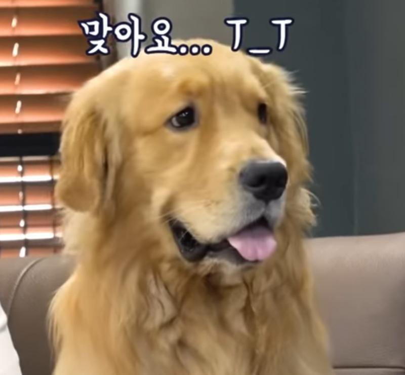>>57 고생했다!! 리트리버 매우 기여어