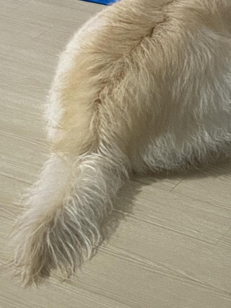 한국 인절미 빵댕이