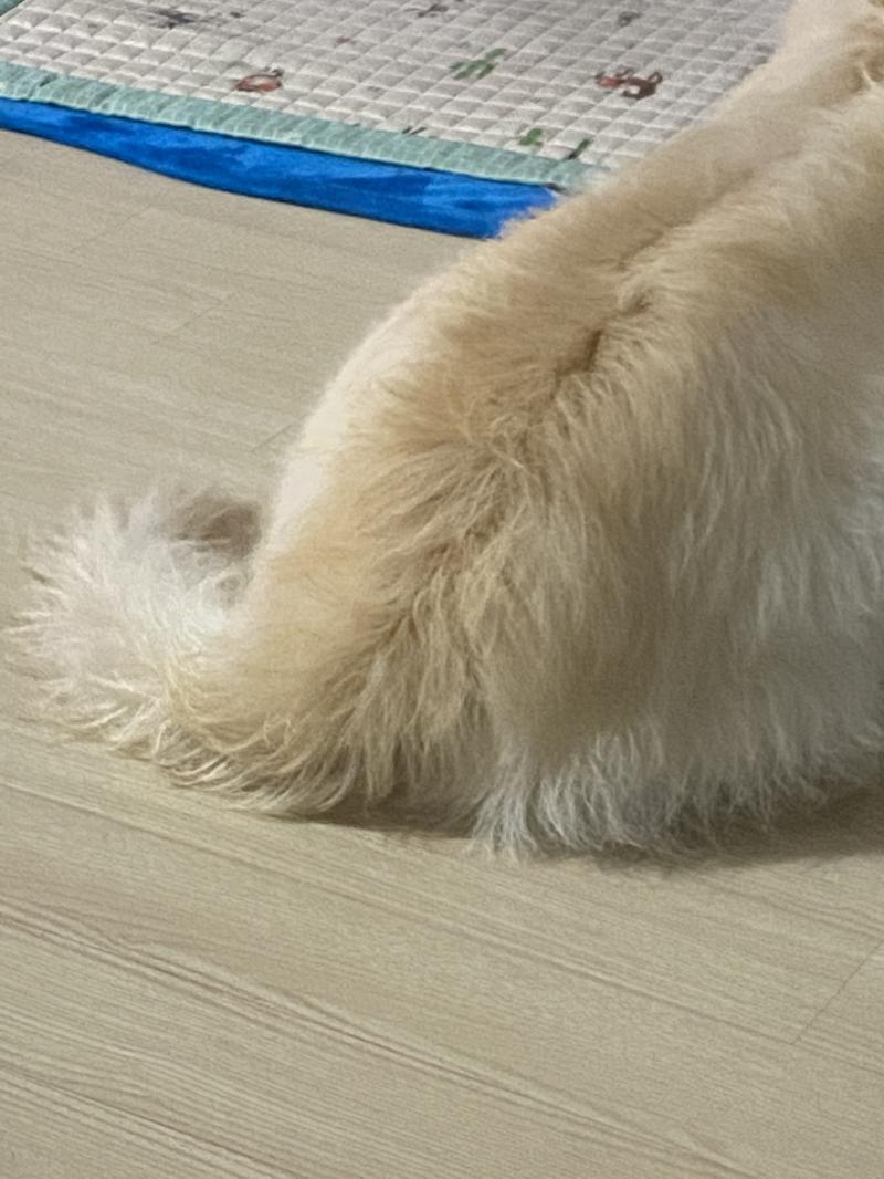 한국 인절미 빵댕이