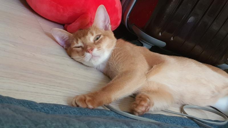 아빠 안잔다