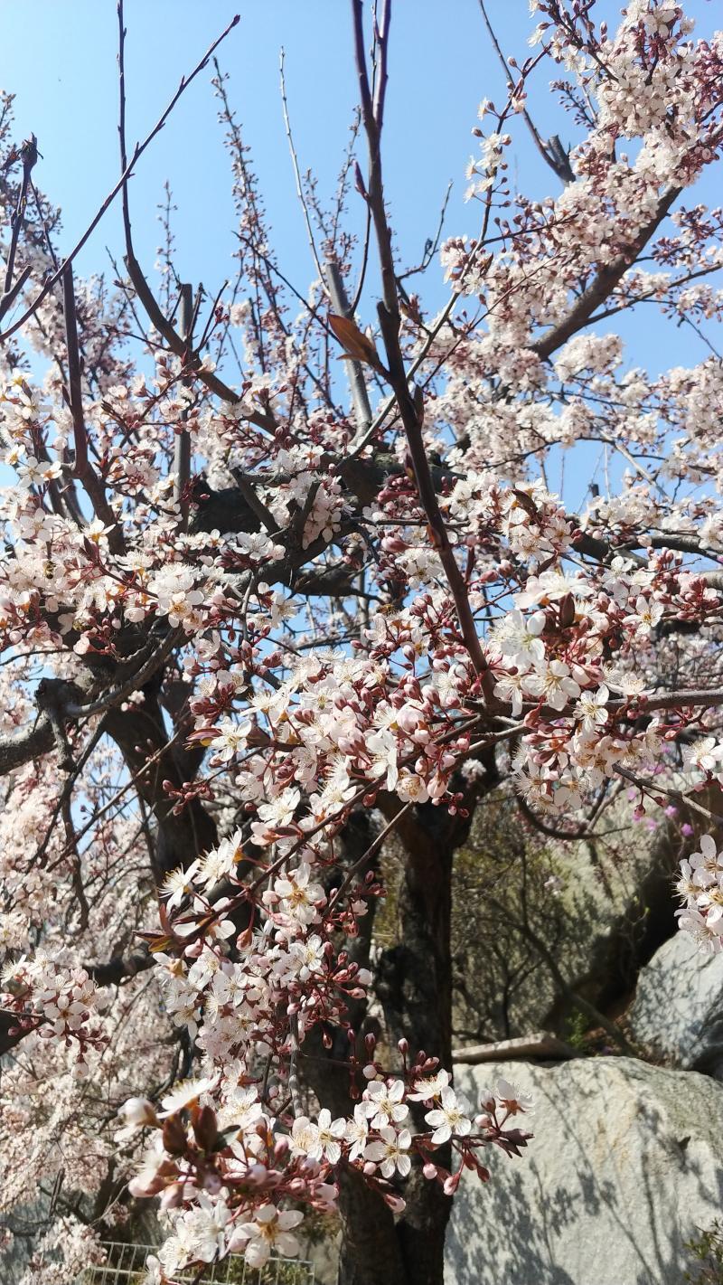 꽃 사진이라도 볼래…? 우리 집 꽃이야. 벚꽃은 아니지만.
