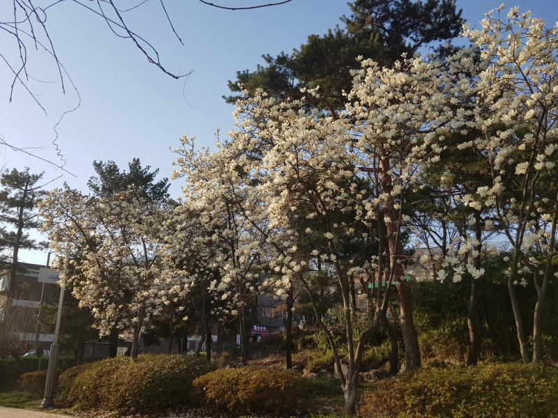 난목련..이랑 귀염한 비둘기..3번째건 비둘기 뒷태..