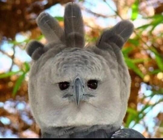 🦅🦅