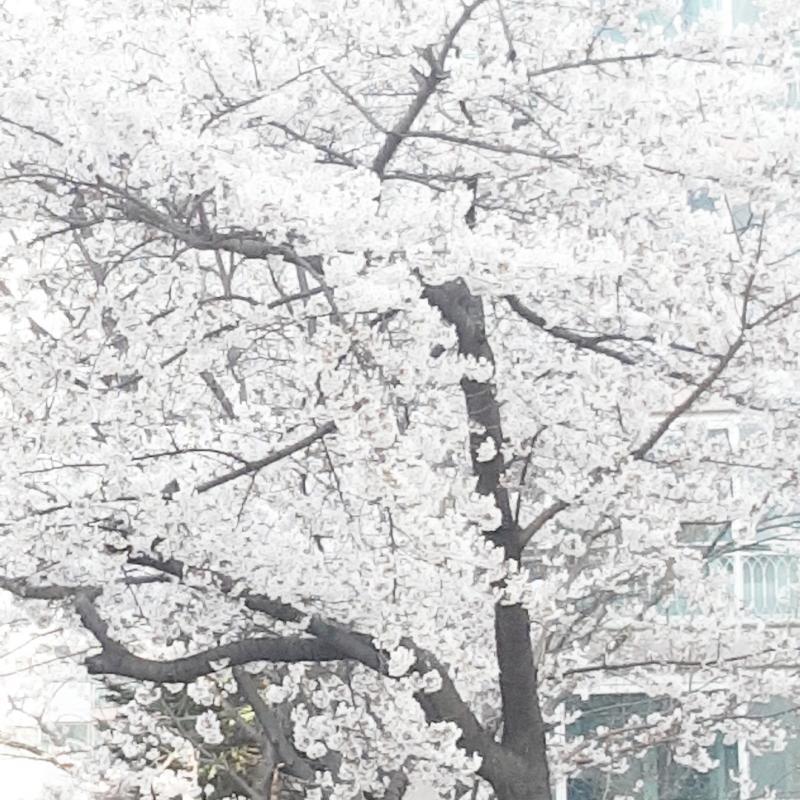 집앞에 벚꽃 많은데 사진이 없넹...