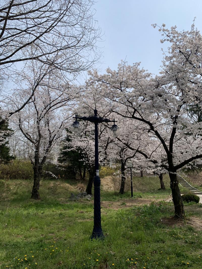 무보정이야! 우리학교 캠퍼슨데 진짜 예쁘게 폈어ㅠㅠ