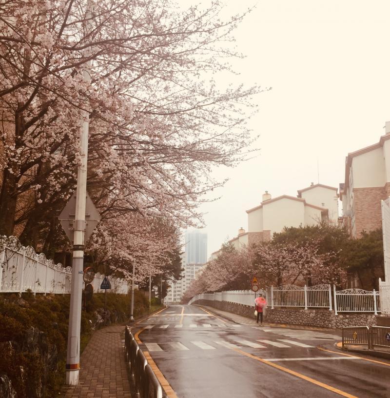 아 두번째는 벚꽃 잘 안보이고 세번째는 필터 너무 심함듯.... 이쁜거 많은데 사진이 세장밖에 안올라가 ㅜㅜ
