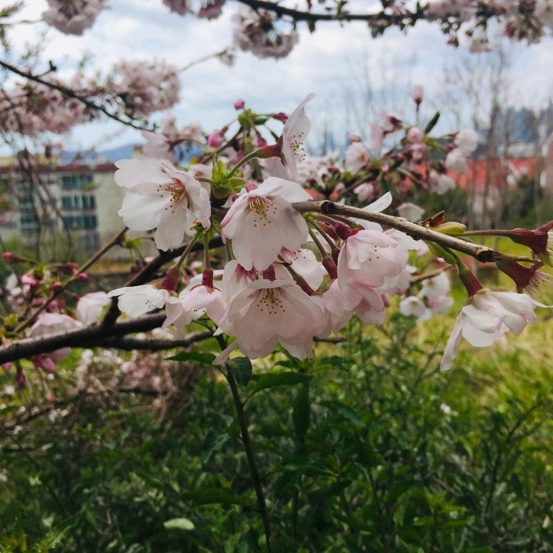 아 두번째는 벚꽃 잘 안보이고 세번째는 필터 너무 심함듯.... 이쁜거 많은데 사진이 세장밖에 안올라가 ㅜㅜ