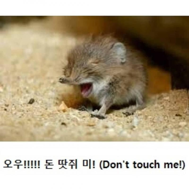 땃쥐얌