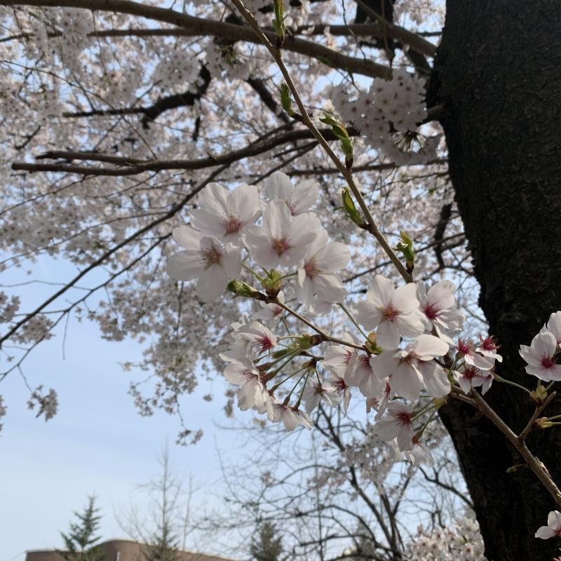 무보정이야! 우리학교 캠퍼슨데 진짜 예쁘게 폈어ㅠㅠ