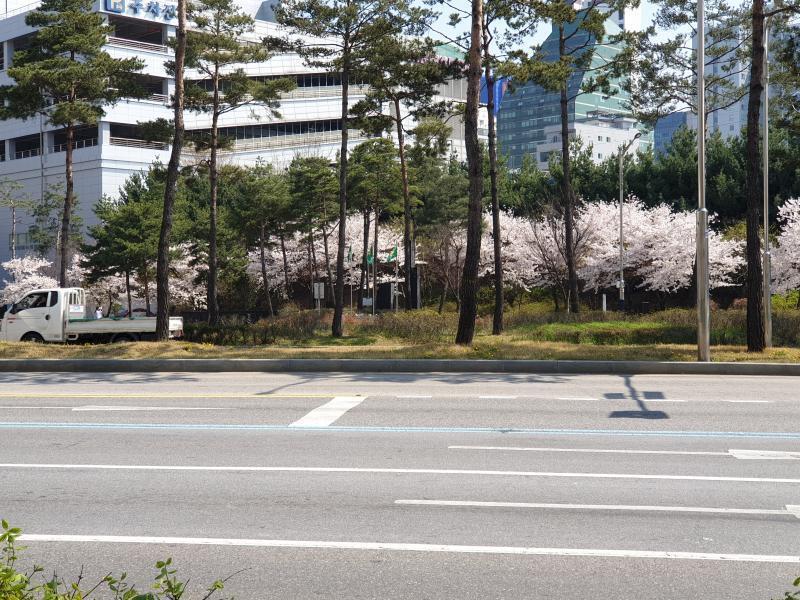 오늘 낮에 날씨 좋더라! 벚꽃 보고 기분 좋았어