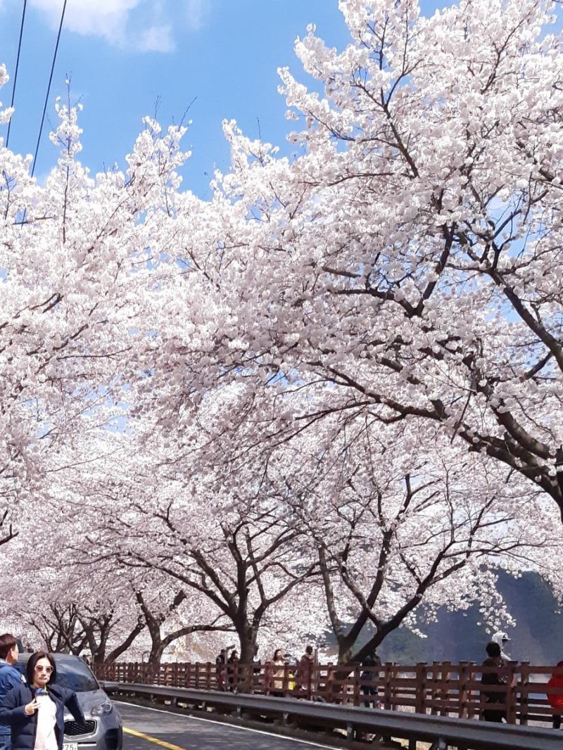 자그마치 작년 봄ㅜㅜㅜ 올해는 벚꽃 폈는데 날씨가 우중충해서 별로더라...