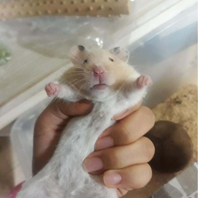 얜 내가 키우는 햄스터 ㅠㅠㅍㅣ