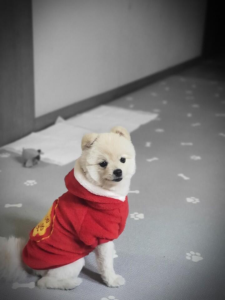 울잡 갱얼쥐