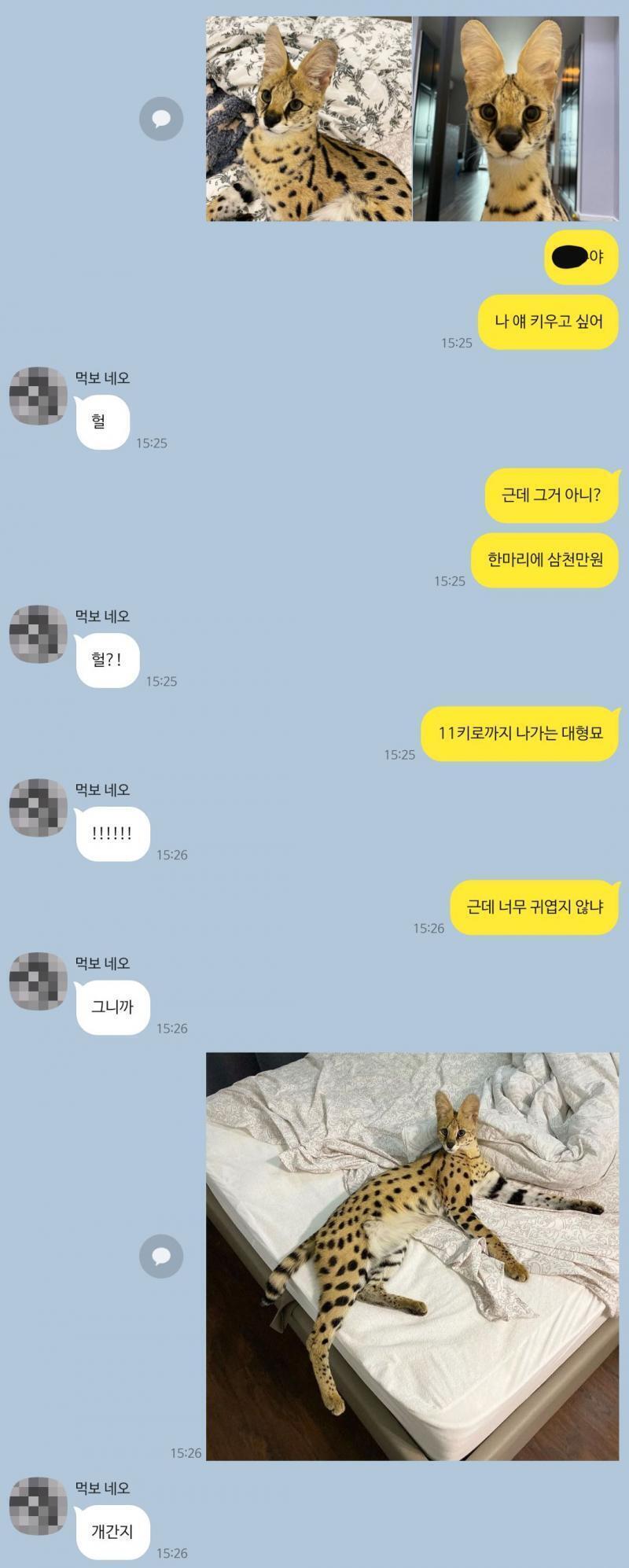 그렇게 사바나 고양이로 마무리