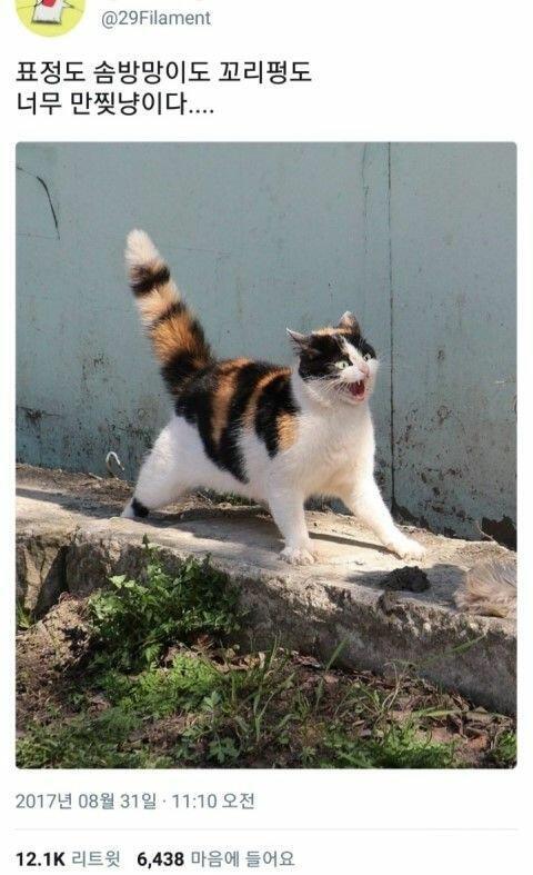 특히 밑 고양이 내 최애 고양이 사진이야 ㅋㅋㅋㅋ