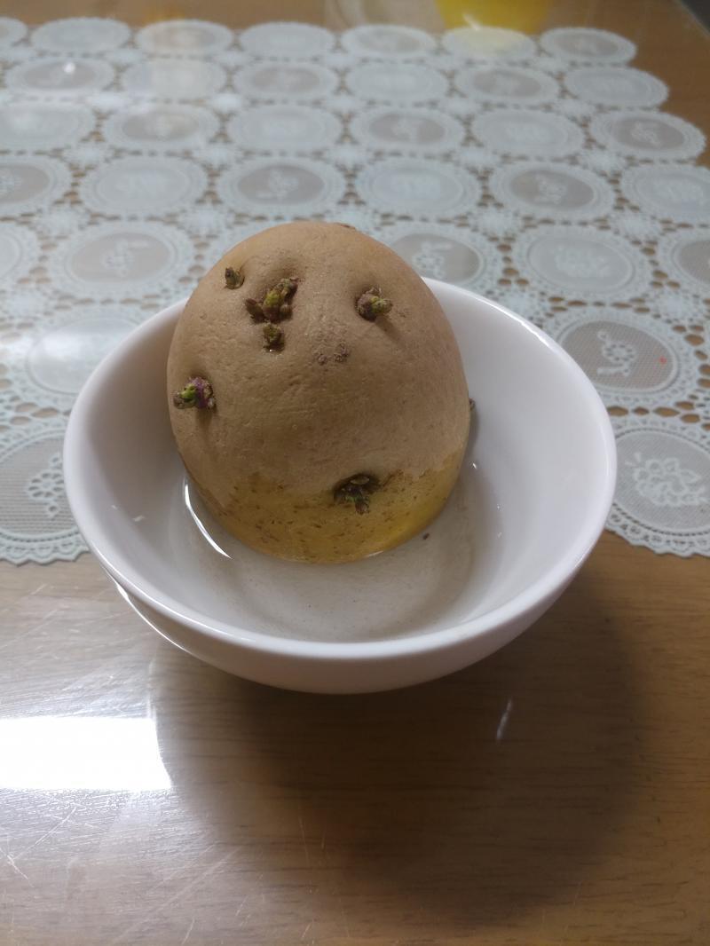 며칠전에 엄마한테 받은 감자 나한테 길러보라며 주길래 받았다. 고구마 옆에서 잘 자라는 중 얘는 너무 작아서 일단 여기에 담아놨는데 싹이 잘 나