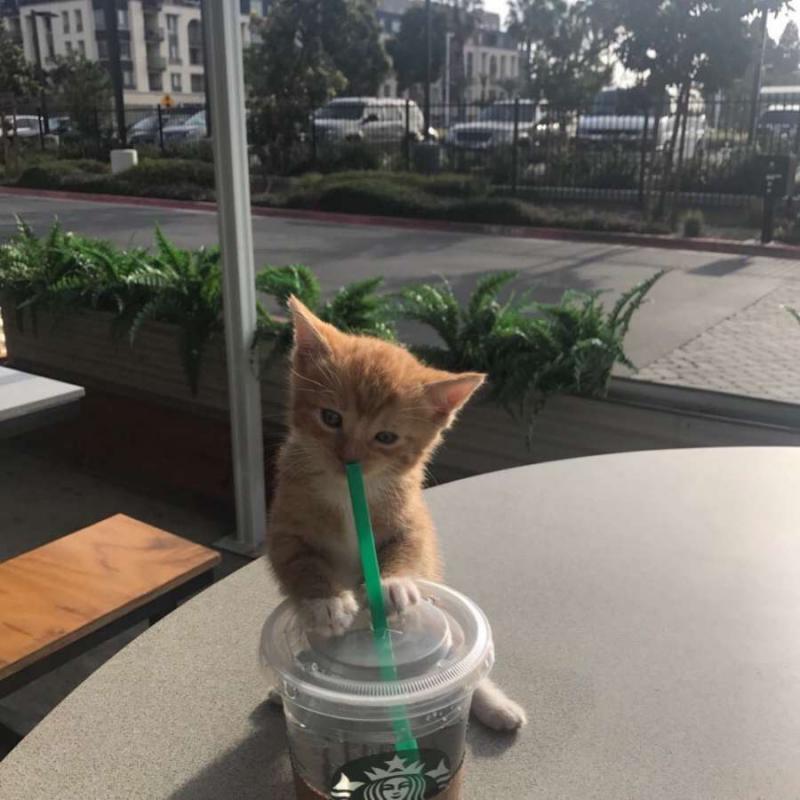 고양이 졸귀