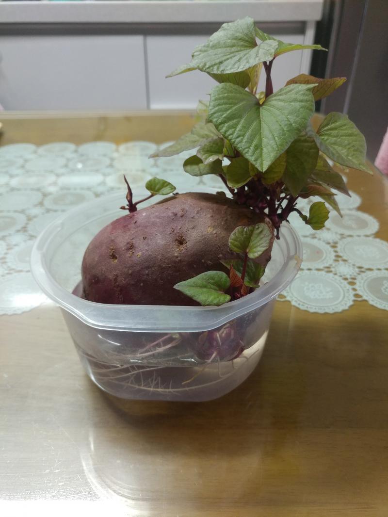 냉장고에 싹이난 고구마가 있는데 버리기엔 아깝고 관상용으로 키운다고 기른지 2주정도 지났다. 물이 상할 때마다 갈아주고있는데 조만간 예쁜 화분을