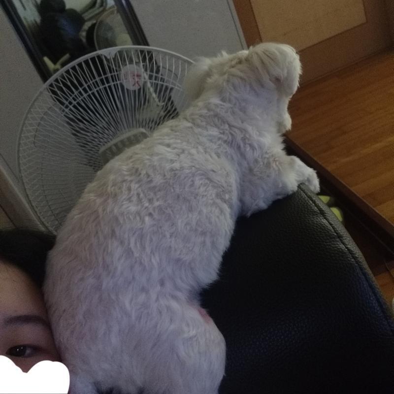 애기가 제일 조아하는 자세.. 얼굴에 궁디 들이밀기 ㅋㅎㅋㅎ흫ㅎㅎ