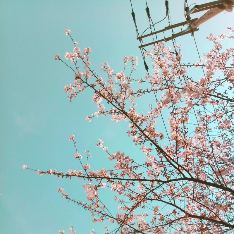 벚꽃