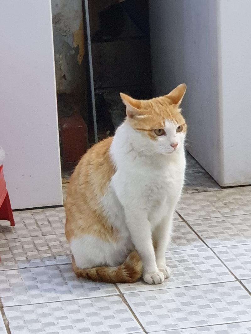 횟집 앞에 고양이 있어 너무 귀여워