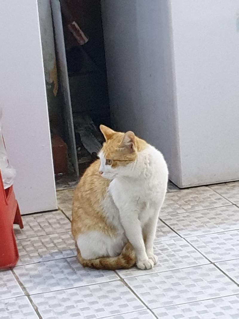 횟집 앞에 고양이 있어 너무 귀여워