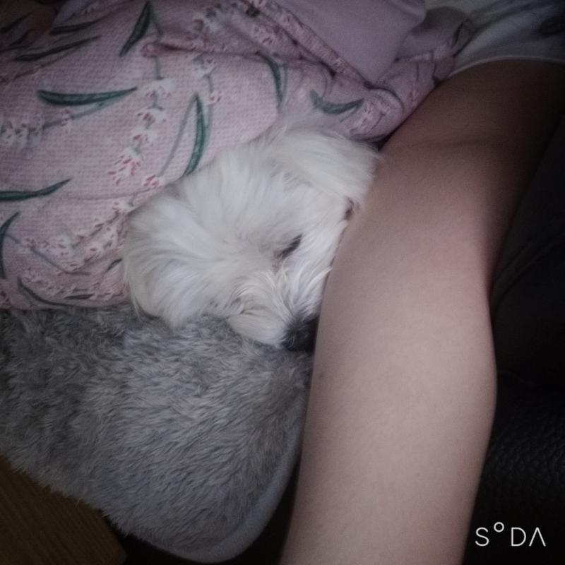 지금 코난 절정이라 어머어머어머 이래서 애기 못자는중이야ㅋㅋㅋㅋ 미안..ㅎㅎ