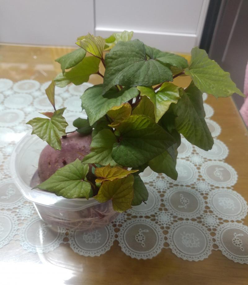 고구마 사진