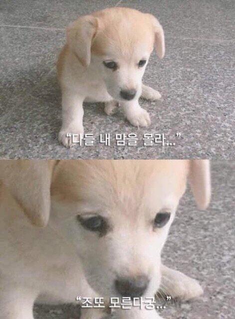 고양이 강아지 토끼