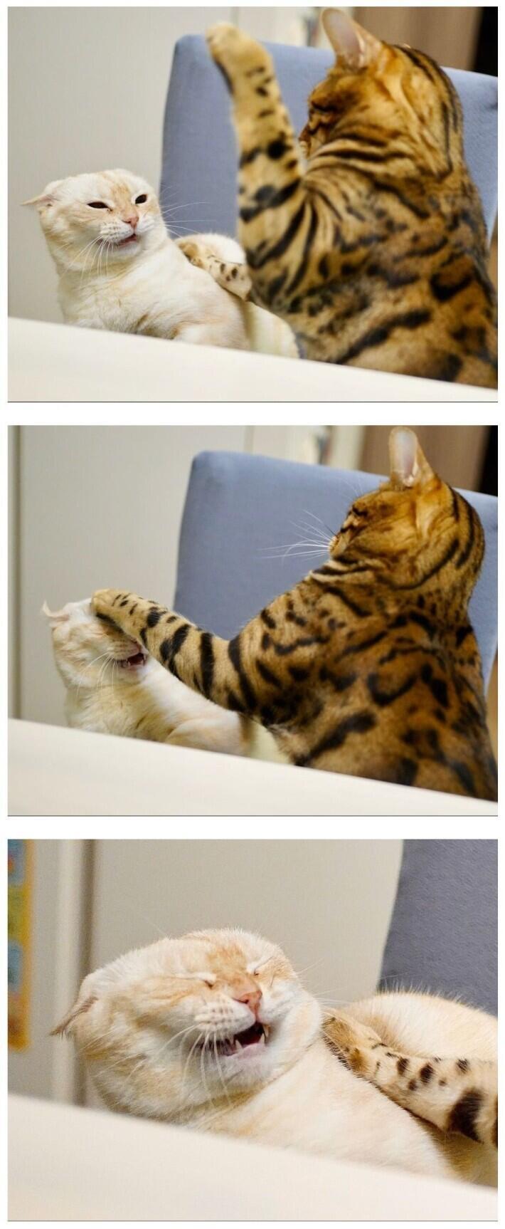 고양이 토끼 뒤졌어요