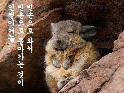 응...기분 풀리면 말해.... 따봉도치 속세 토끼
