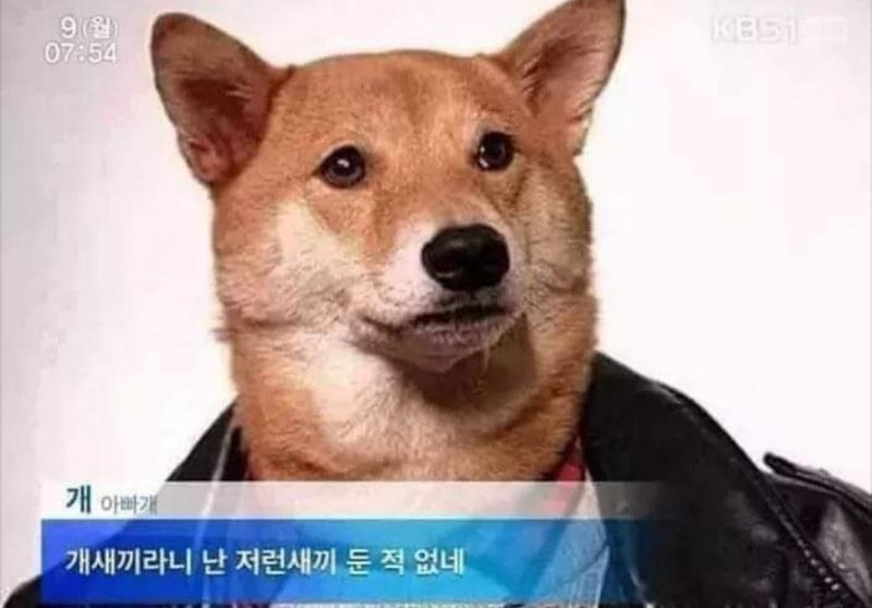 멍멍이