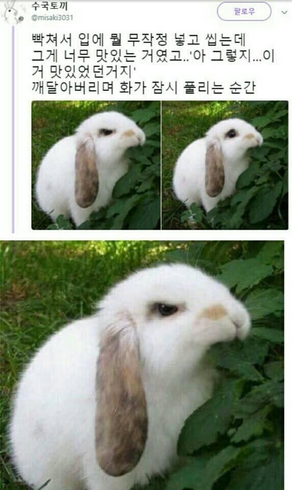 고양이 강아지 토끼