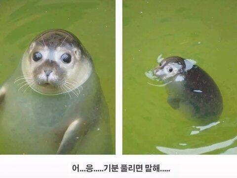 응...기분 풀리면 말해.... 따봉도치 속세 토끼