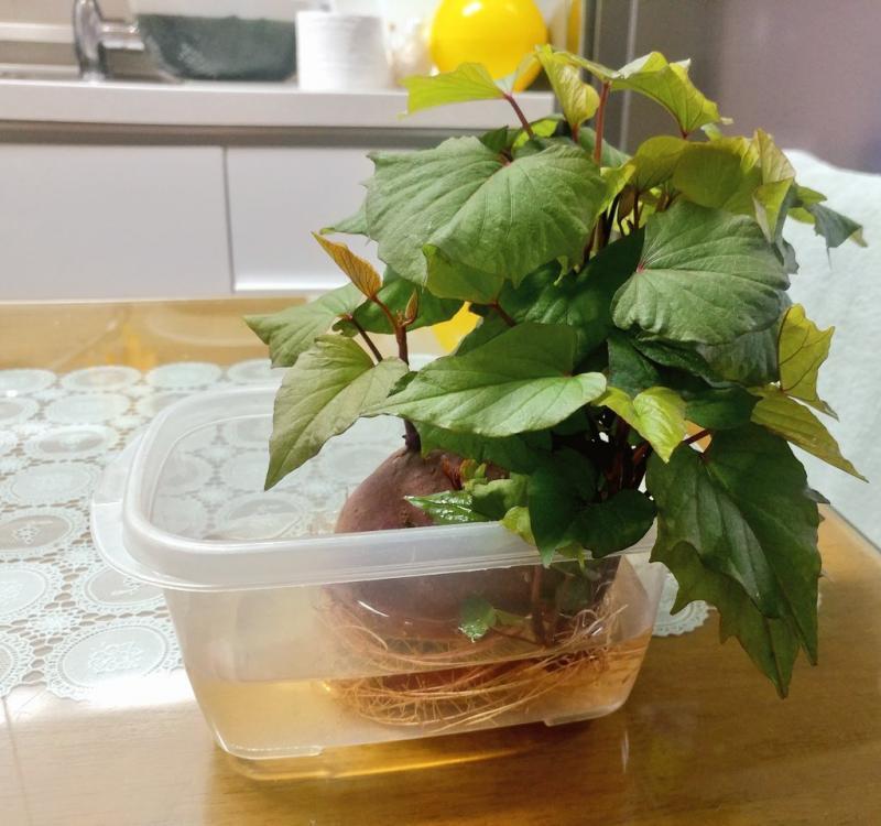 오늘의 고구마 사진 액상 영양제를 넣어줬더니 배로 자라고있다. 뿌리가 너무 좁아보여서 통을 옮겨줬다.