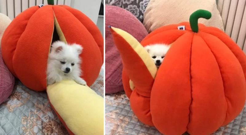 멍멍이 쿠션...?