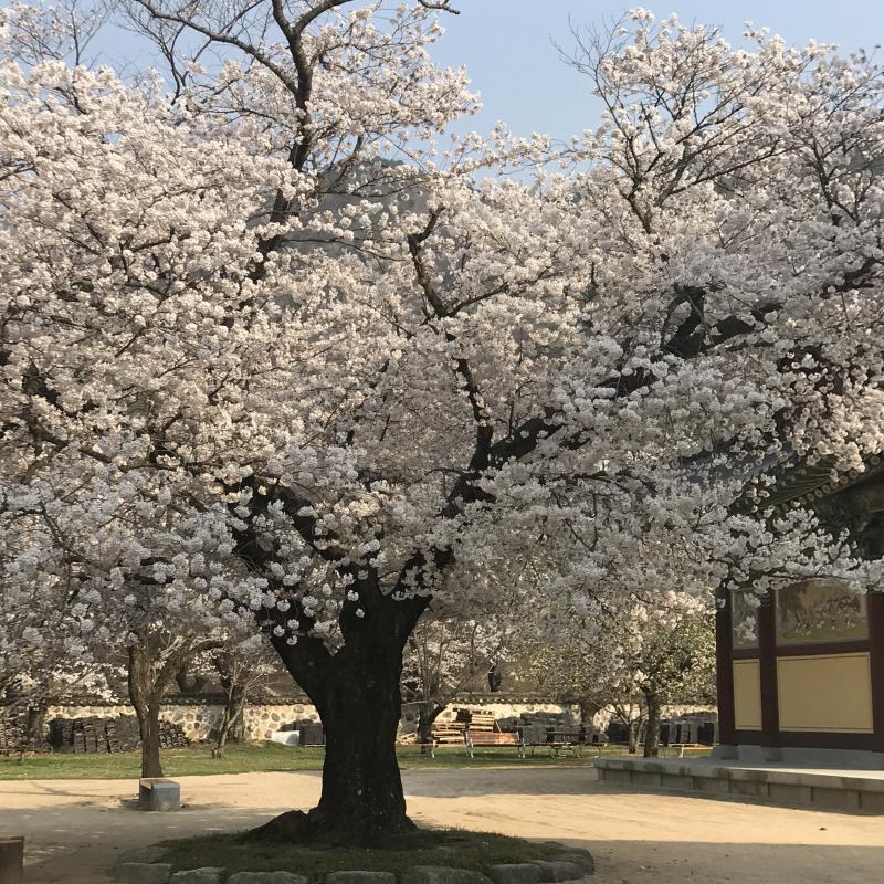 벚꽃 구경하구 가라