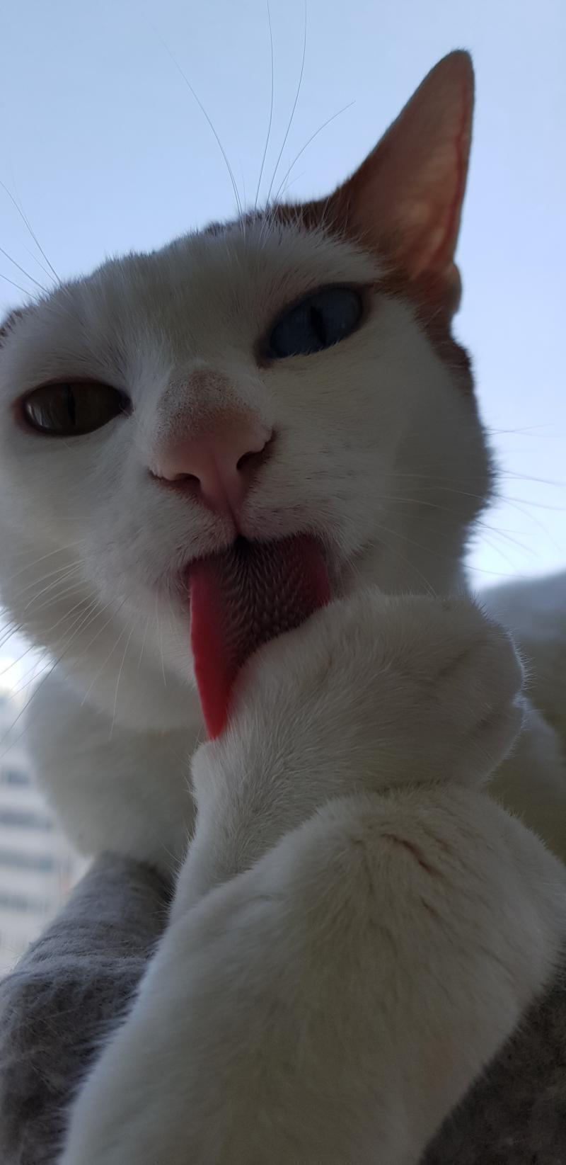 >>56 ㅋㅌㅌㅋㅋ저 캣타워 우리집에도 있다!!