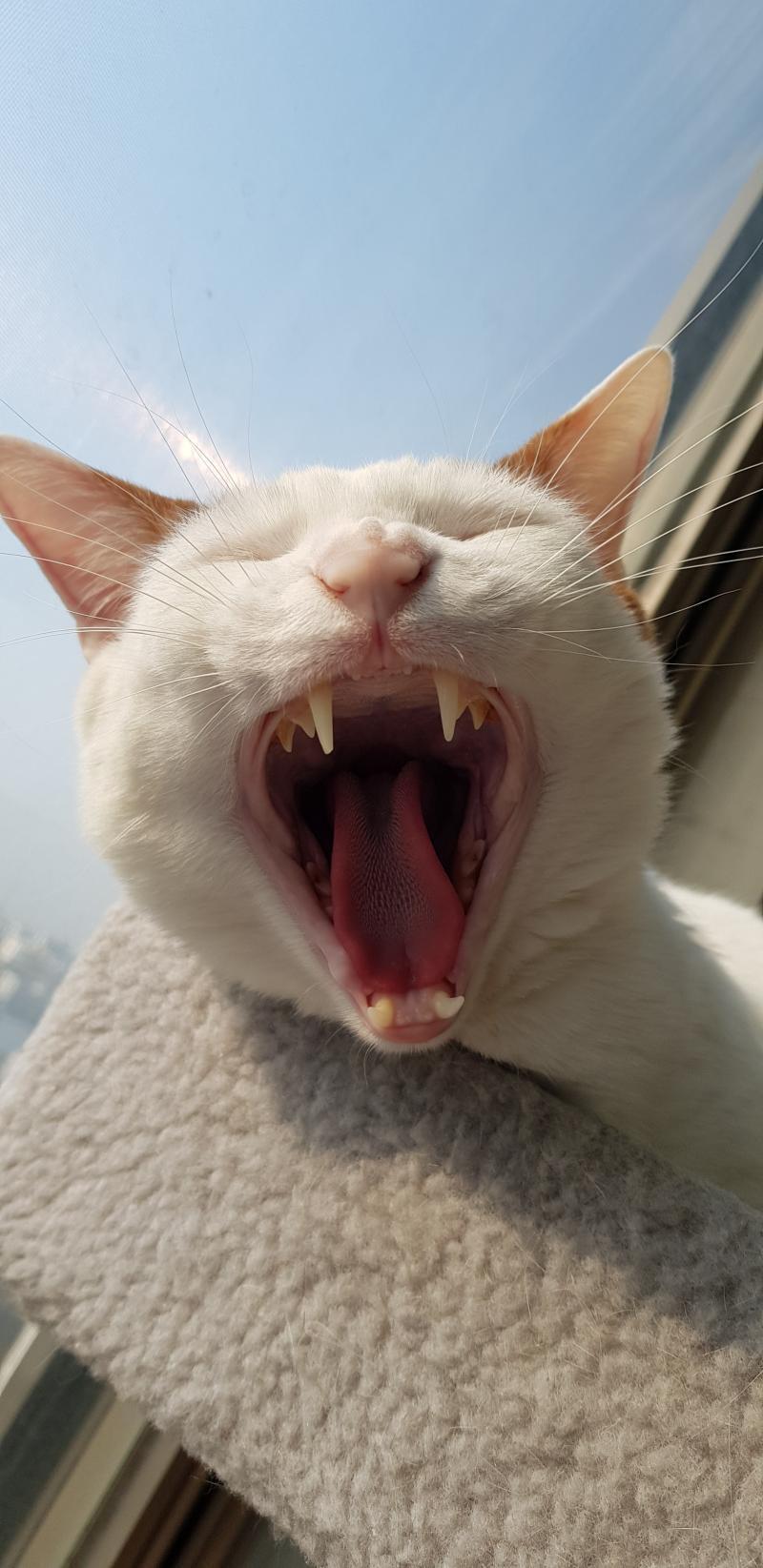 >>56 ㅋㅌㅌㅋㅋ저 캣타워 우리집에도 있다!!