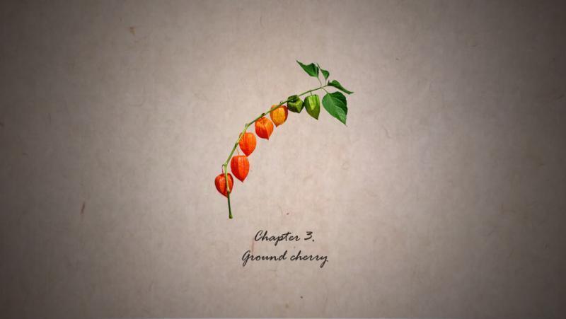 Chapter 3. Ground Cherry (꽈리)