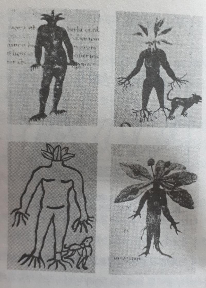 만드라골라 해리포터에도 맨드레이크라 불리며 등장한 이 식물은 포에티오의 에 묘사되어있다. *밑의 이야기는 설화이다. 만드라골라의 뿌리를뽑는자는 