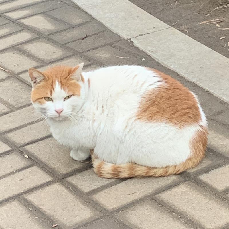우리 아파트 단지 길냥이🐱 너무 귀여워.....ㅜㅜㅜㅜㅜㅜ 우리 아파트 단지에 길냥이 많아서 행복하다