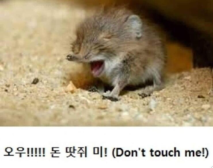 땃쥐