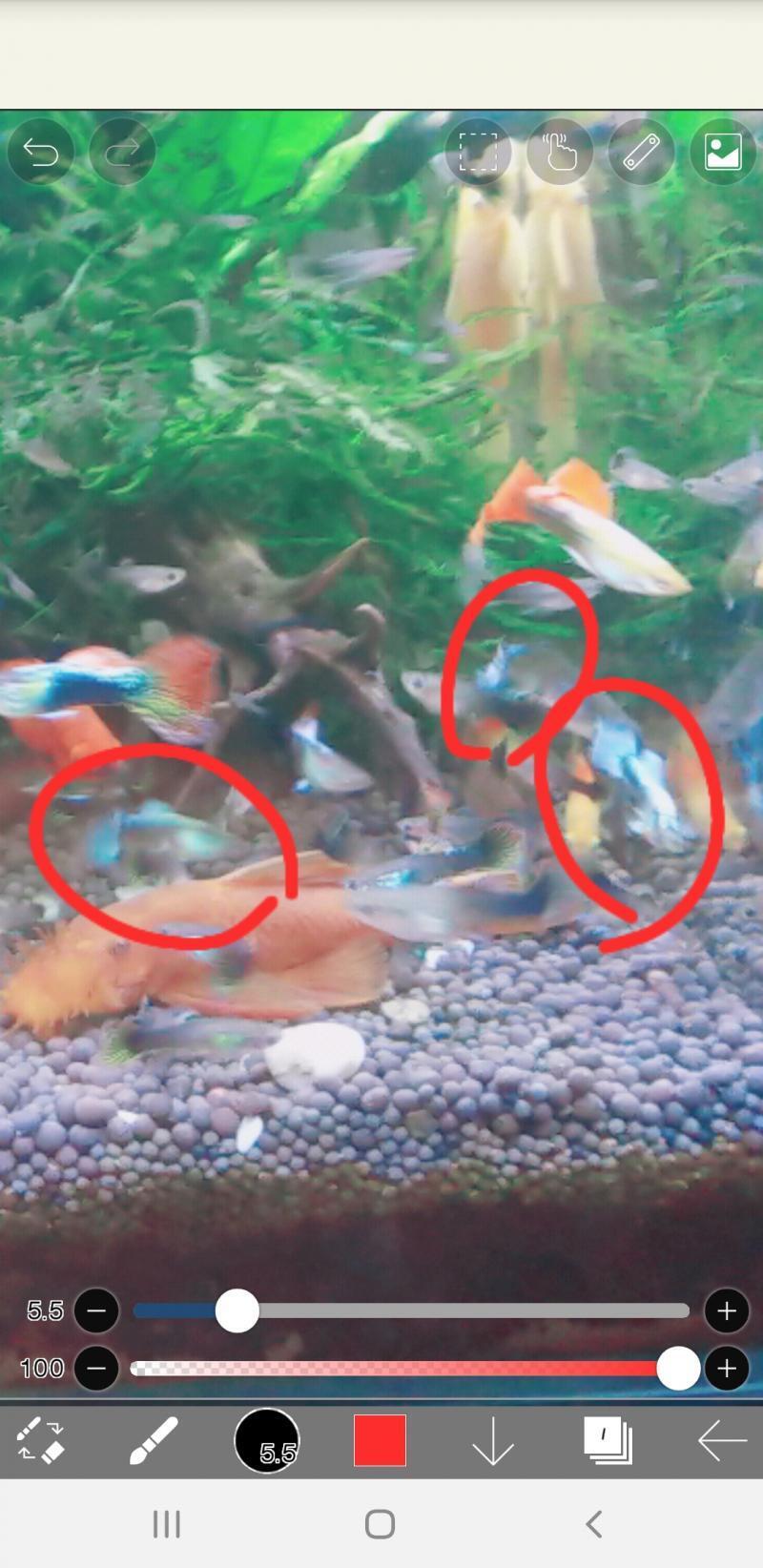 이름지을 친구들은 여기 네온 세마리야