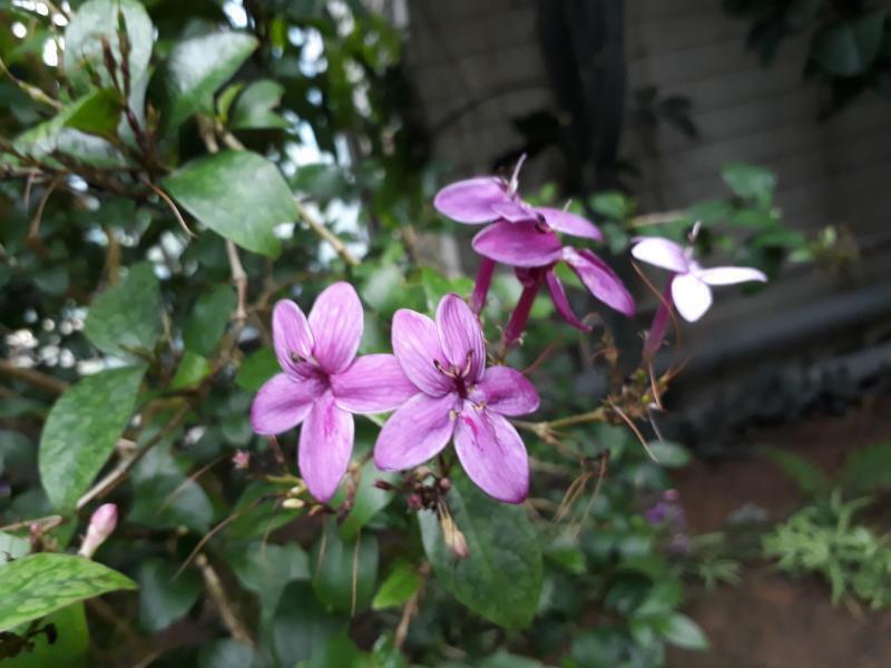 꽃1