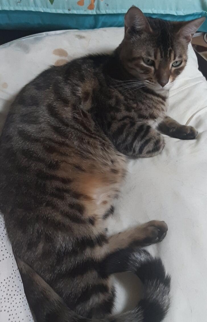 고양이 넘 귀여웡❤❤